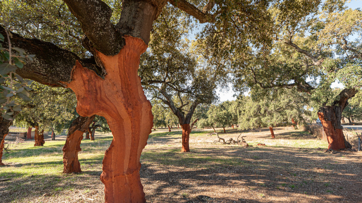 Korkwald in Portugal
